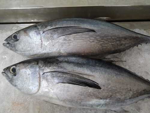 cá ngừ bò