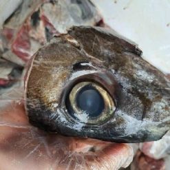 mắt cá ngừ đại dương quy nhơn