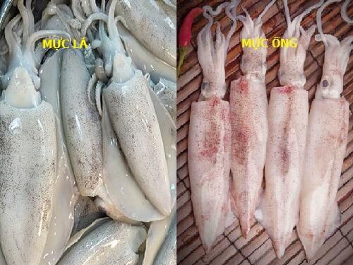 cách phân biết mực lá và mực ống