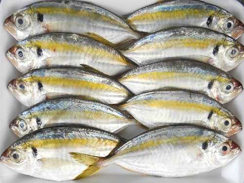 hình ảnh cá chỉ vàng